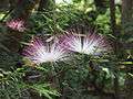 Calliandra brevipes 11.JPG