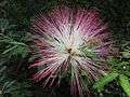 Calliandra brevipes 14.JPG