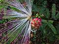 Calliandra brevipes 15.JPG