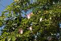 Calliandra surinamensis-DSC7941.jpg