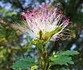 Calliandra surinamensis (3).jpg