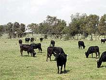 Camargue cattle at pasture