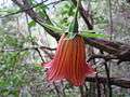 Canarina canariensis .jpg