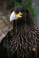 Caracara london zoo.JPG