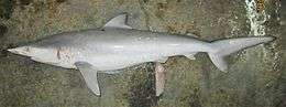 Side view of a shark with a slightly arched profile behind the head, a triangular first dorsal fin, and a large, asymmetrical tail