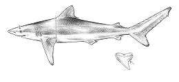 pencil drawing of a shark and a triangular, serrated tooth with an angled tip