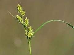 Carex demissa inflorescence