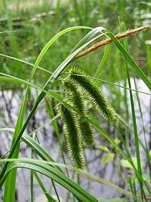 leaves, male and female spikes