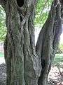 CarpinusBetulusBark.jpg