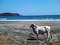 Carrillo Beach.jpg