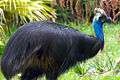 Cassowary at the Houston Zoo.jpg