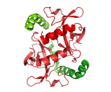 A small dimer representing the structures of two toxin molecules is associated with the c-terminal domains of the associated antitoxin molecules in the ccdAB addiction module.