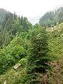 Cedrus deodara Manali 3.jpg