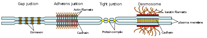 Some examples of cell junctions