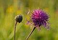 Centaurea scabiosa - põldjumikas Valingu.jpg