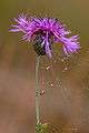 Centaurea scabiosa MichaD 2.jpg