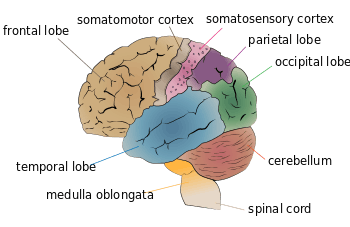 Cerebrum lobes.svg