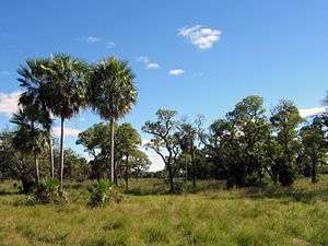 Landscape with grass and scattered trees. The sky is blue, with a few scattered clouds.