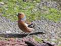 Chaffinch (male).jpg