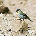 Chaffinch Madeira.jpg