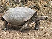 A tortoise of the C. n. chathamensis subspecies has a slightly saddle-shaped shell.