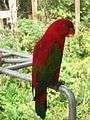 Chattering Lory (Lorius garrulus)3.jpg