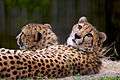 Cheetahs-Houston-Zoo.jpg