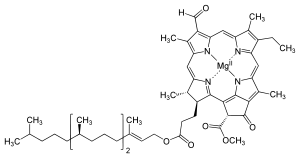 The structure of chlorophyll d