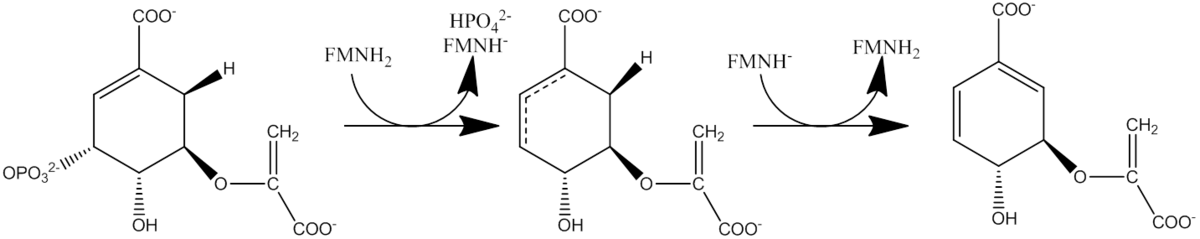 function of chorismate synthase