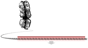 A chromosome unravelling into a long string of DNA, a section of which is highlighted as the gene