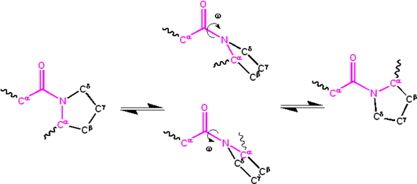 Diagram of the isomerization of an X-Pro peptide bond. The diagram shows the cis isomer on the left, the transition states in the center, and the trans isomer on the right, with bidirectional arrows between each pair of states.