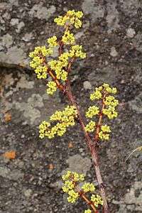 Cissus cornifolia01.jpg