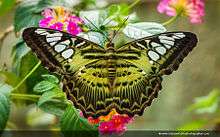 Clipper, Butterfly, Parthenos Sylvia, www.indianwildlifephotographer.com, indian wildlife photographer