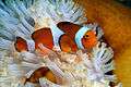 Clownfish-Houston-Zoo.jpg