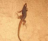 A small brown lizard with yellow stripes standing on a tan substrate.