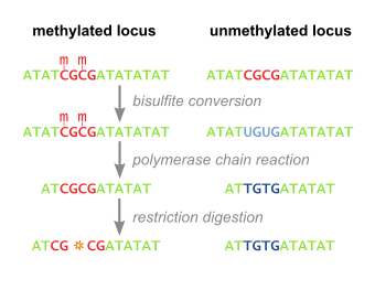 Bisulfite conversion selectively changes unmethylated cytosine to uracil, while unaffecting methylated cytosine. PCR then amplifies the sequences, after which restriction digestion of CpG islands fragments originally methylated sequences, while originally methylated sequences are unaffected.