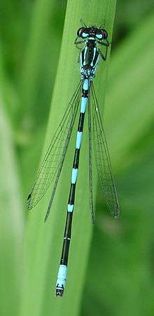 male damselfly