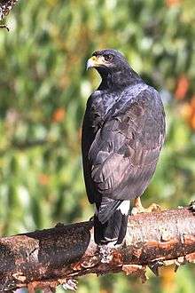 Common black hawk in Papagayo Peninsula, Costa Rica