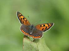 Common Copper (Lycaena phlaeas) I2 IMG 3282.jpg