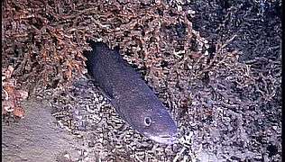 Conger eel01.jpg