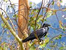 black bird in a tree