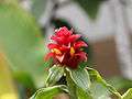 Costus barbatus - flower view 01.jpg