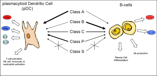 The different classes of ODN elicit different responses in pDC and B cells. Class A strongly stimulates pDC and the production of IFNα.  Class B strongly stimulates B cells and antibody production. Class C moderately stimulates both cell types. Class P elicits a response similar to Class A while Class S competitively inhibits the response.