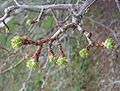 Crataegus-mollis-bud-break.jpg