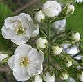 Crataegus pennsylvanica flowers.jpg