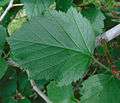 Crataegus pennsylvanica preformed leaf.jpg