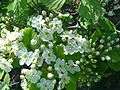 Crataegus submollis flowers.jpg