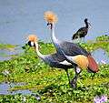 Crested Cranes, Uganda (14980702530).jpg