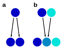 Scheme showing morphological stasis and hybrid speciation, with species presresented by circles, their color indicating morphological similarity or dissimilarity