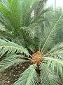 Cycas revoluta02.jpg